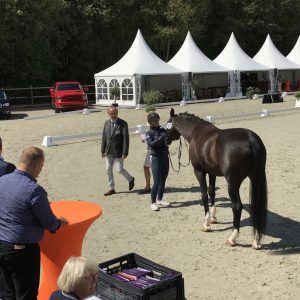 De veterinaire keuring op het EK-dressuur U25 in Exloo.