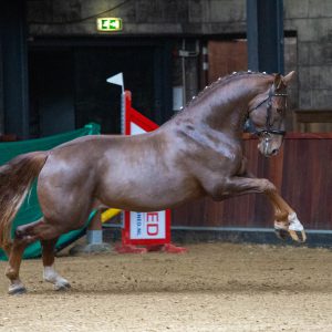 Hengstenkeuring Het Groninger Paard