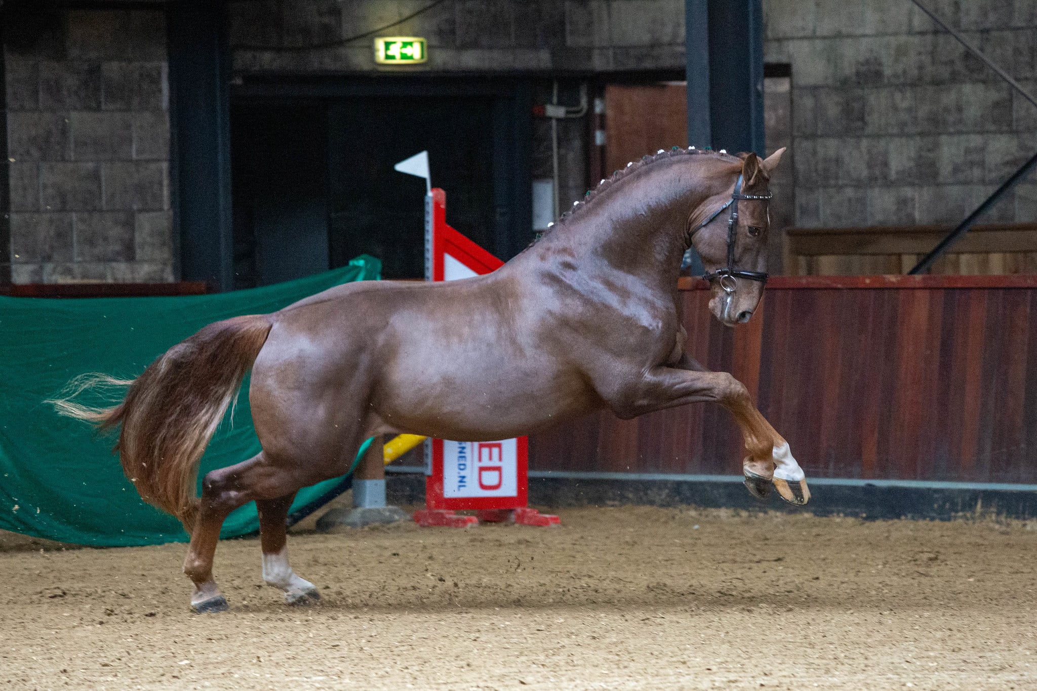 Hengstenkeuring Het Groninger Paard