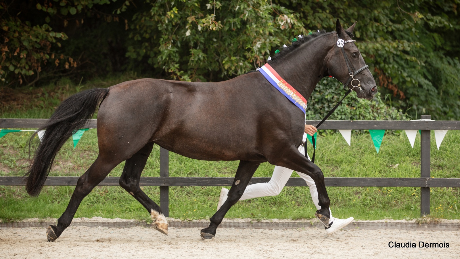 Keuring Het Groninger paard